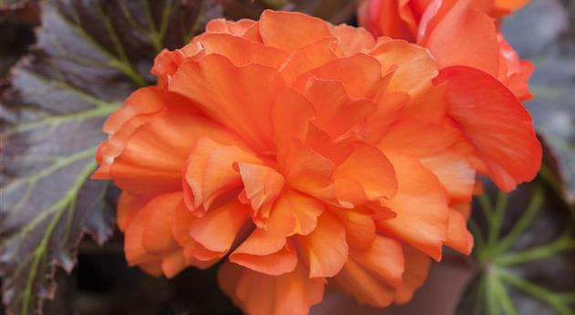 Begonia x tuberhybrida Non-Stop® Mocca 'Deep Orange'