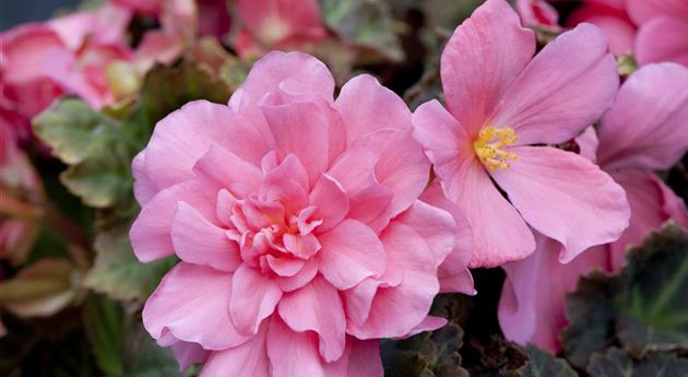 Begonia x tuberhybrida Non-Stop® Mocca 'Pink'