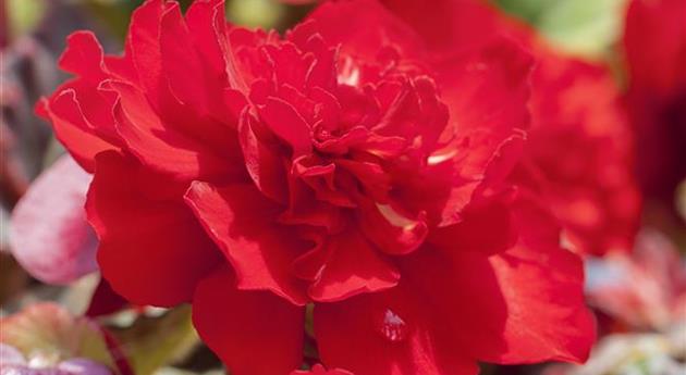 Begonia x tuberhybrida Non-Stop® Mocca 'Scarlet'