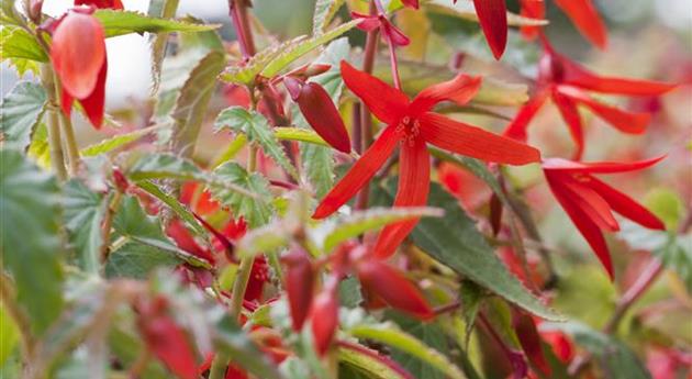 Begonia boliviensis 'Santa Cruz® Sunset '