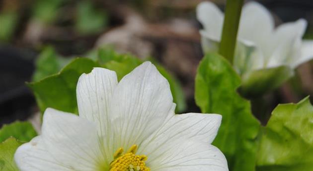 Caltha palustris var. alba