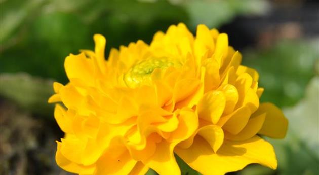 Caltha palustris 'Multiplex'