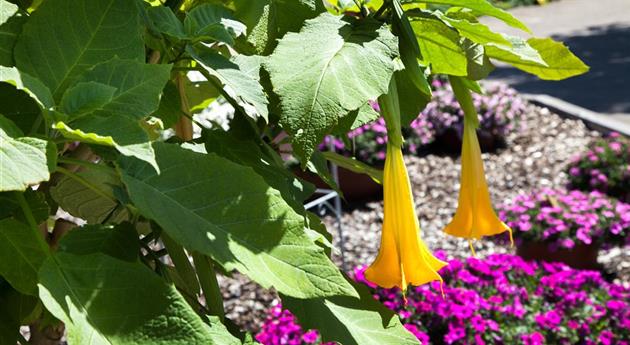 Brugmansia