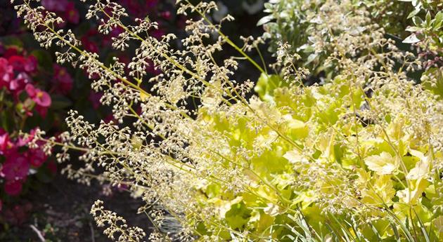 Purpurglöckchen als beliebte Stauden im Garten