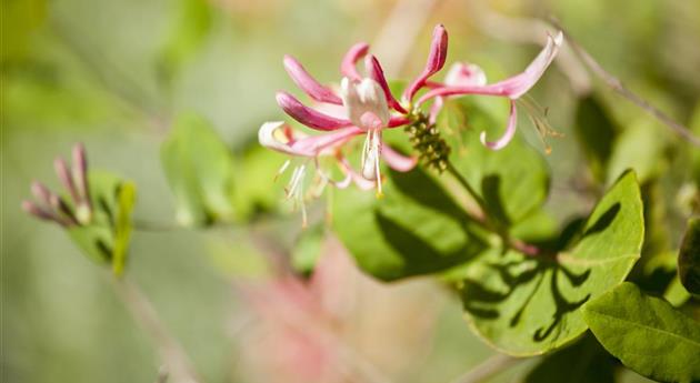 Lonicera heckrottii 'Goldflame'