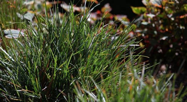 Sesleria caerulea