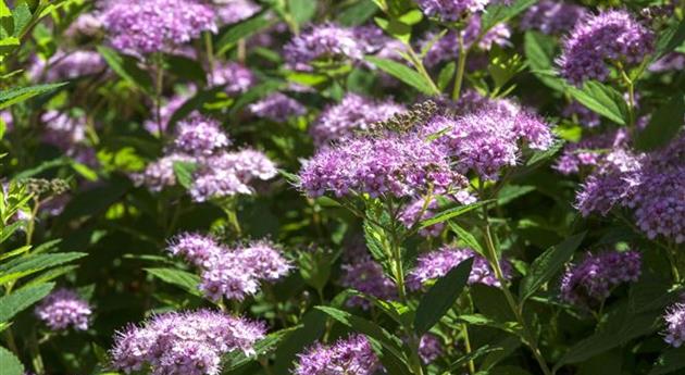 Spiraea japonica 'Little Princess'