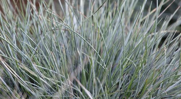 Festuca cinerea 'Azurit'