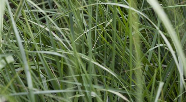 Miscanthus sinensis 'Graziella'