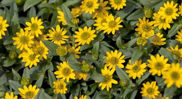 Sanvitalia procumbens 'Show Compact Yellow'