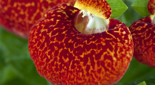 Calceolaria herbeohybrida