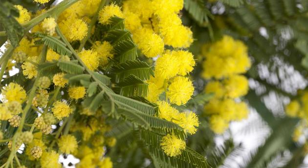 Acacia paradoxa