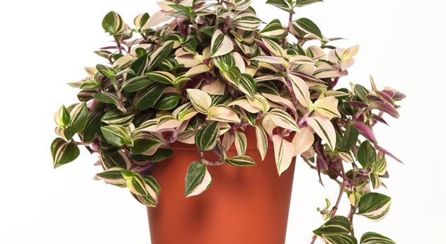 Tradescantia carnivale