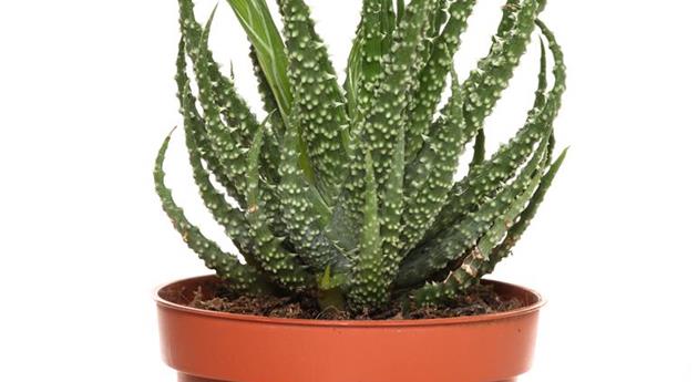 Aloe humilis