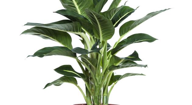 Dieffenbachia