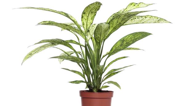 Dieffenbachia seguine 'Vesuvius'