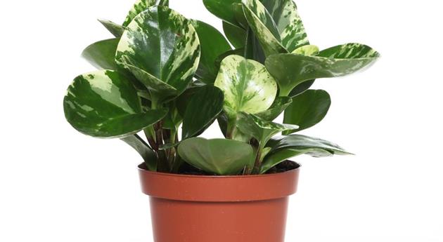 Peperomia