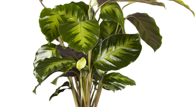 Calathea warscewiczii