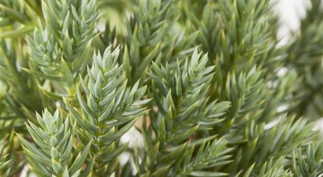 Juniperus squamata 'Blue Star'