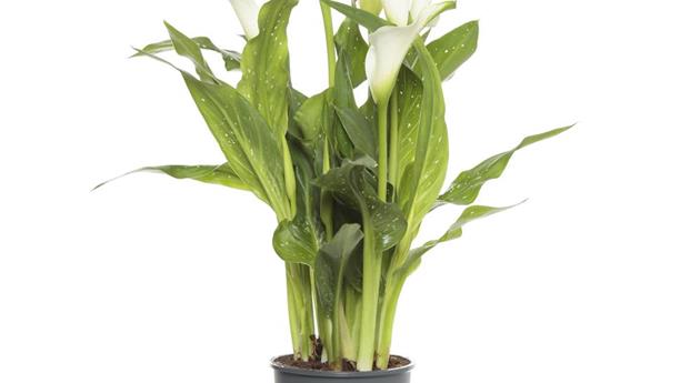 Zantedeschia aethiopica, weiß