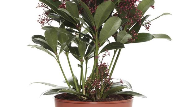 Skimmia japonica 'Rubella'