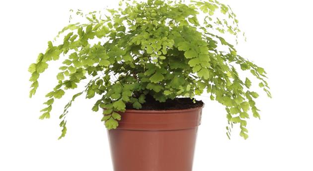 Adiantum raddianum