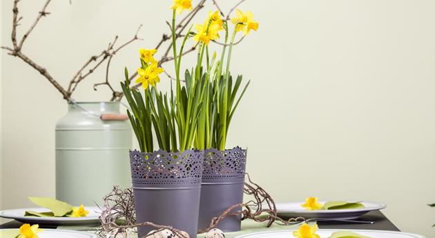 Frühblüher im Haus – Blumenzwiebeln antreiben