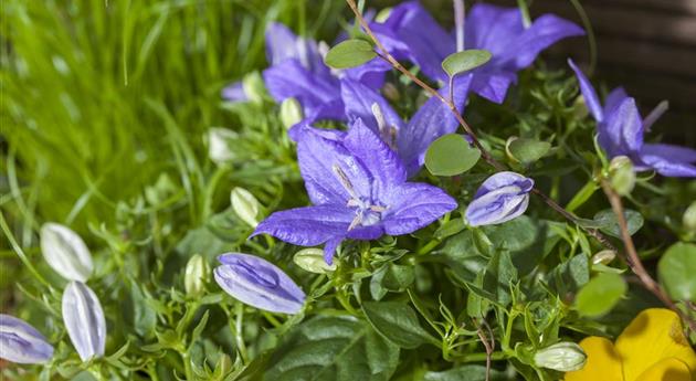 Campanula isophylla