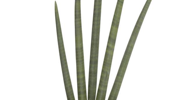 Sansevieria cylindrica