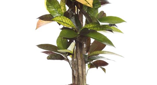 Codiaeum variegatum