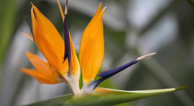 Strelitzia reginae