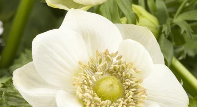 Anemone coronaria 'Mount Everest'