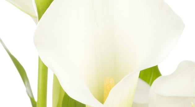 Zantedeschia aethiopica 'Crystal Blush'