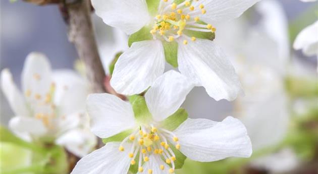 Prunus incisa 'Kojou-no-mai'