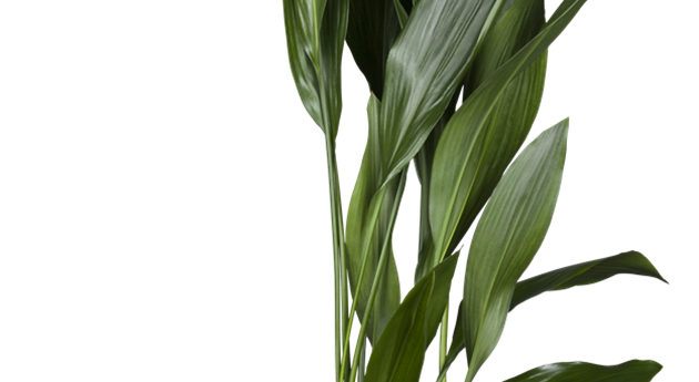 Aspidistra elatior