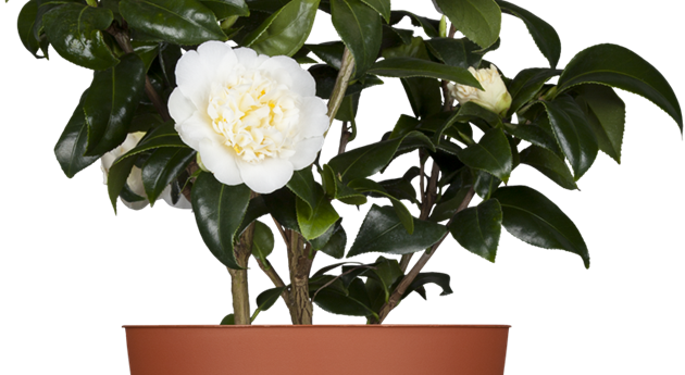 Camellia japonica 'Brushfield Yellow'