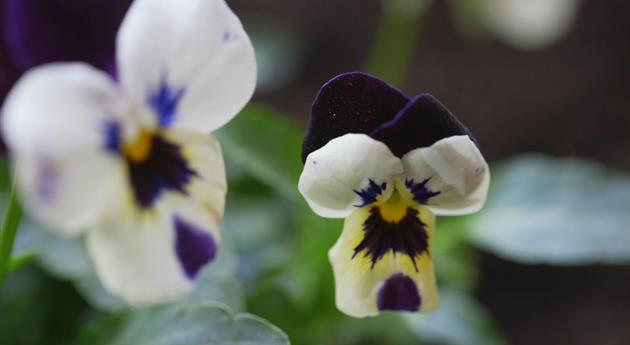 Hornveilchen - Einpflanzen im Garten