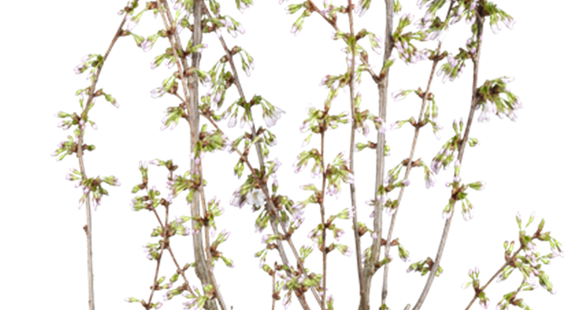 Prunus kurilensis 'Brillant'