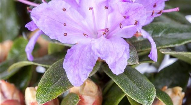 Rhododendron impeditum 'Blumeria'