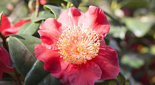 Camellia japonica 'Hiodoshi'