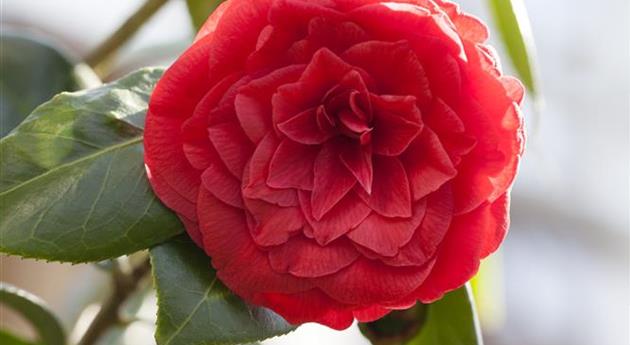 Camellia japonica 'Dr. Burnside'