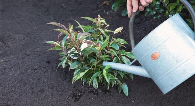 Traubenmyrte - Einpflanzen im Garten