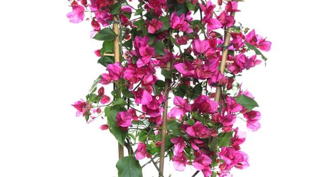 Bougainvillea, Spalier