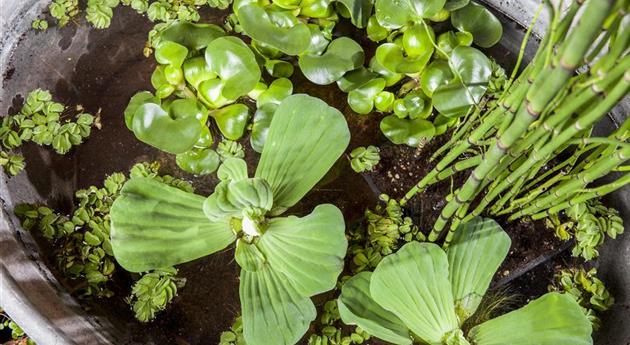 Beliebte Wasserpflanzen für einen naturnahen Teich im Garten