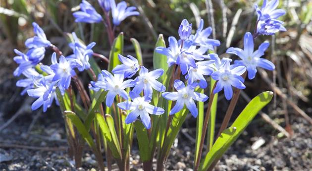 Blumenzwiebeln im Steingarten – So gelingt die Farbenpracht