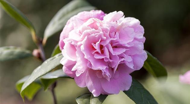 Camellia japonica 'El Dorado'