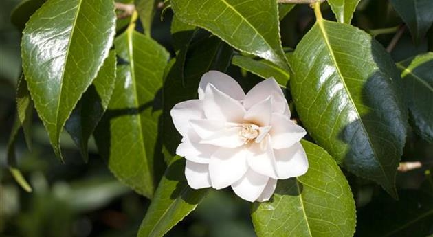 Camellia japonica 'Dr. Tinsley'