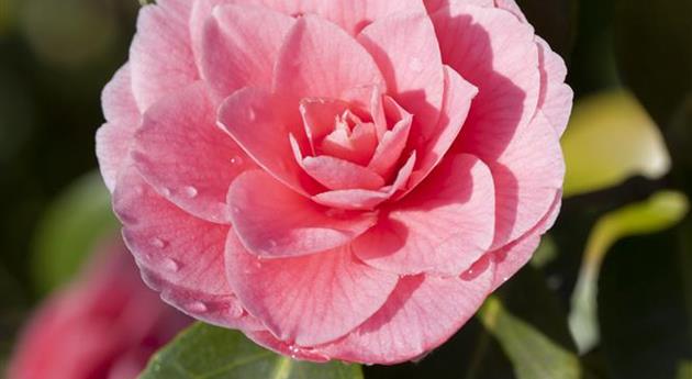 Camellia japonica 'Mrs. Tingley'