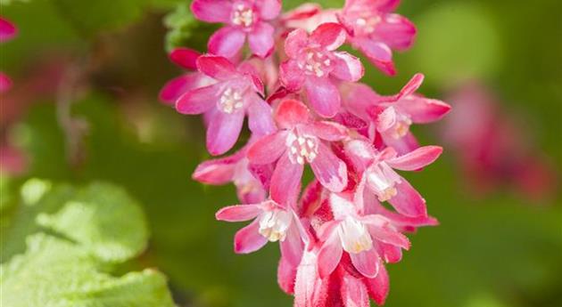 Ribes sanguineum 'King Edward VII'