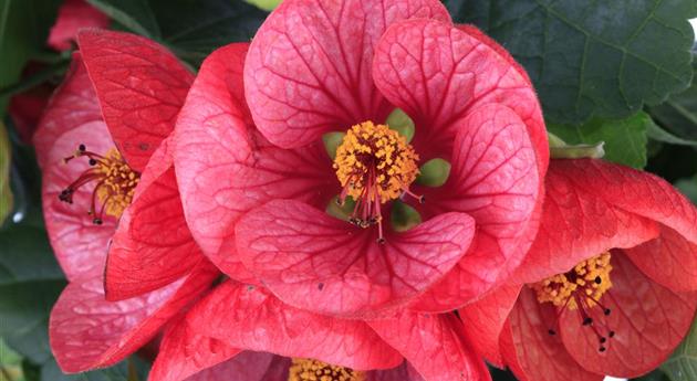 Abutilon